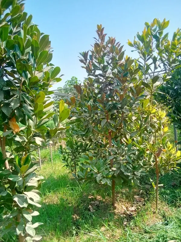 Manzarali ko‘chatlar — Samarqand Agro Dizayn firmasidan! — фото 6