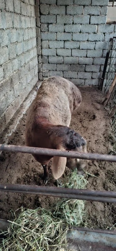 Qo'chqorla sotiladi . Xalol ,pok xonadonda boqilgan .