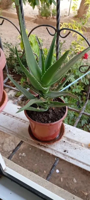 Aloe guli , Алое гули 6 Aloe guli , Алое гули 6