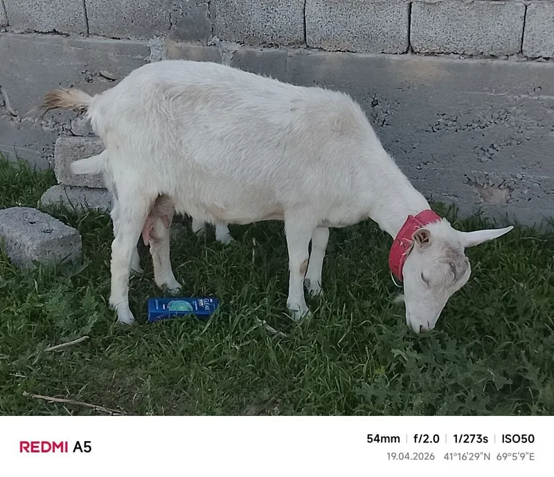 Nubin zotli echki 3 Nubin zotli echki 3