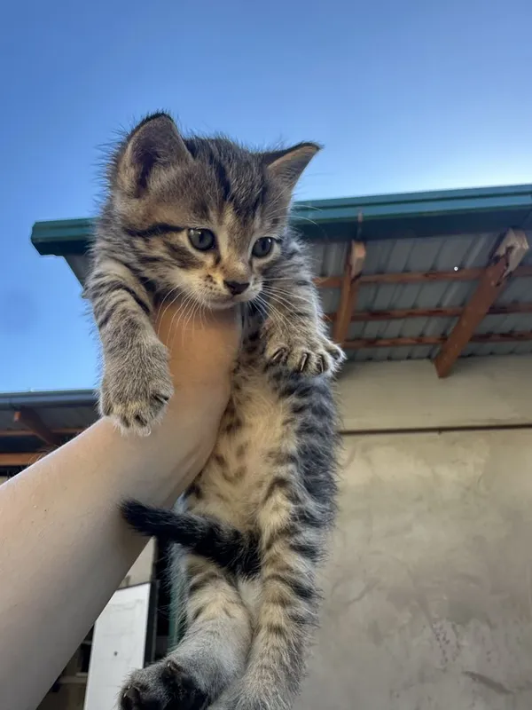 Отдаю котят в добрые и ответственные руки — фото 1