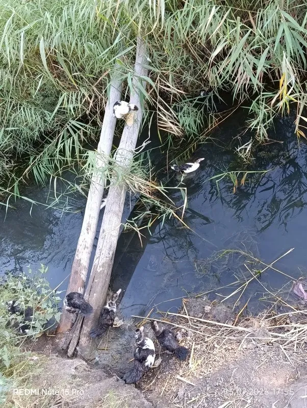 Indautka bolalari sotiladi 1 Indautka bolalari sotiladi 1