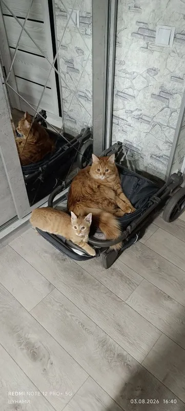 Котята рыжие 2 и 3 месяца 4 Котята рыжие 2 и 3 месяца 4