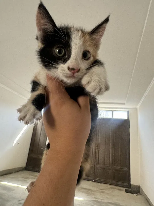 Маленькие, миленькие котенки, 1,5 месячные 1 Маленькие, миленькие котенки, 1,5 месячные 1