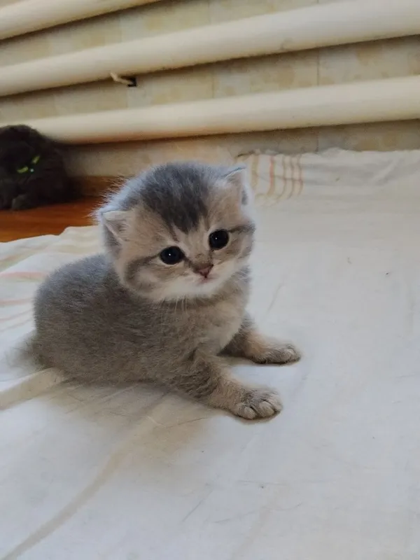 Срочно Продаётся котят — фото 7