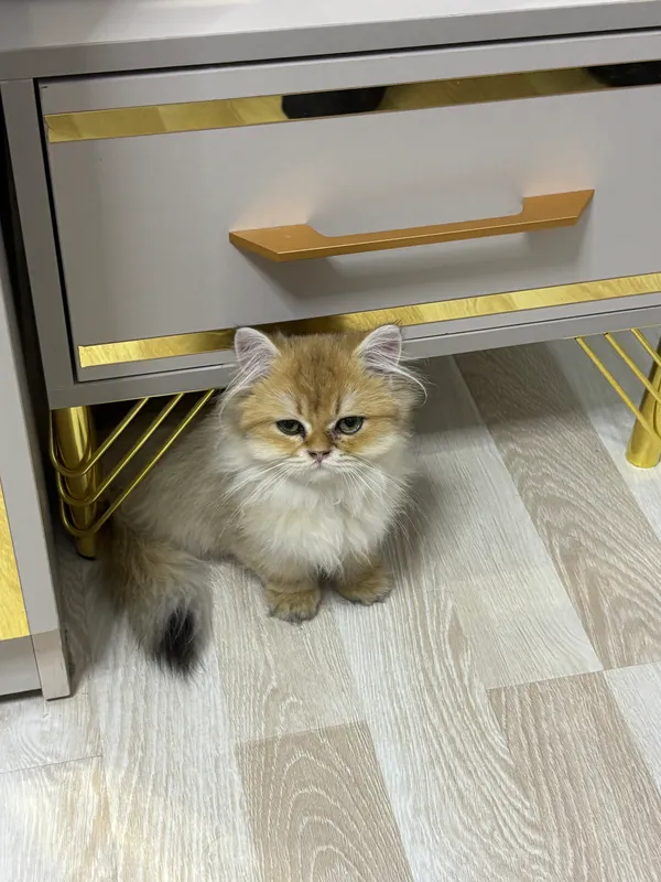кошка 2 кошка 2