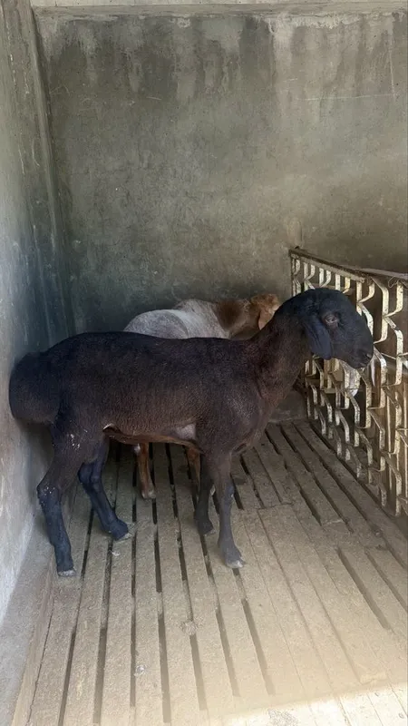 Qo’y qoy куй қўй баран