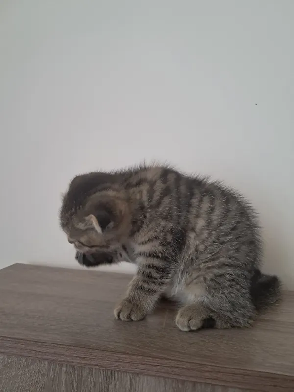 scottish fold 1.5 oyli qiz bola 3 scottish fold 1.5 oyli qiz bola 3