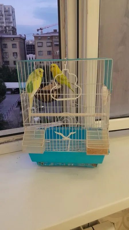 Qushlar zoti kanareka 1