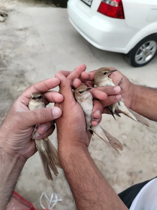 Xohiz bulbuli aprelda uwalgan quwla — фото 4