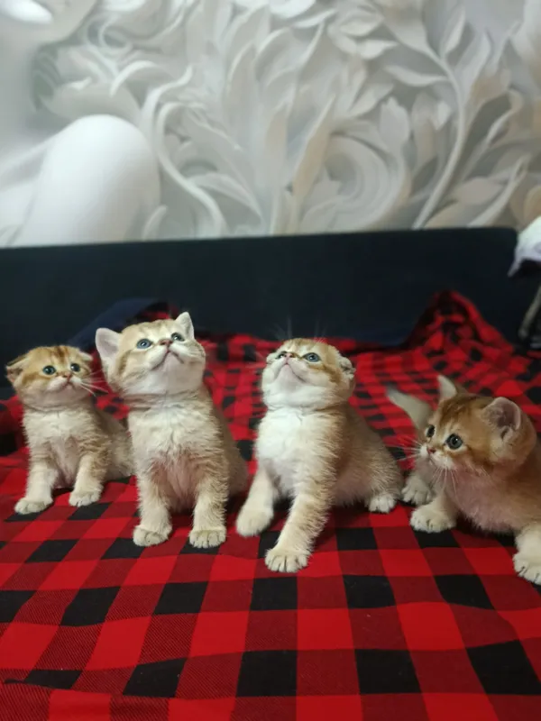 Шотландские котята золотая шиншилла Продаются — фото 2