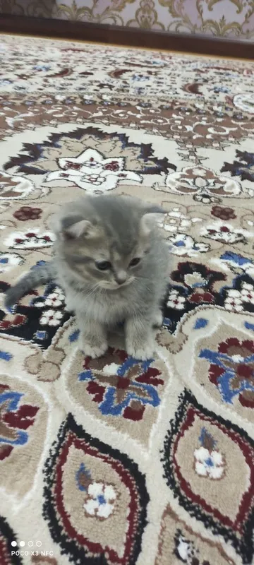 Mushukcha sotiladi zoti British Shorthair — фото 1