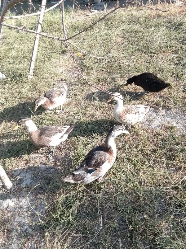 Oʻrdaklar sotiladi