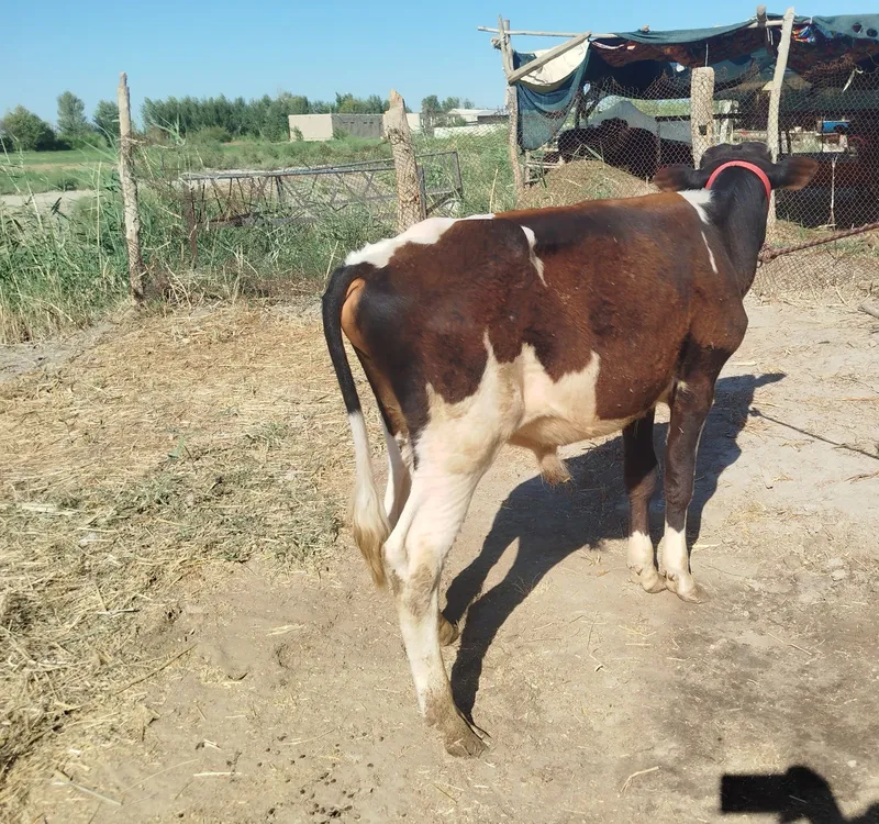 Sifatli buqqachalar sotiladi 1 Sifatli buqqachalar sotiladi 1