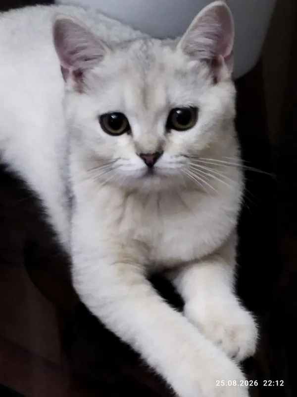 kumush chinchilla urg‘ochi mushukcha 5 kumush chinchilla urg‘ochi mushukcha 5