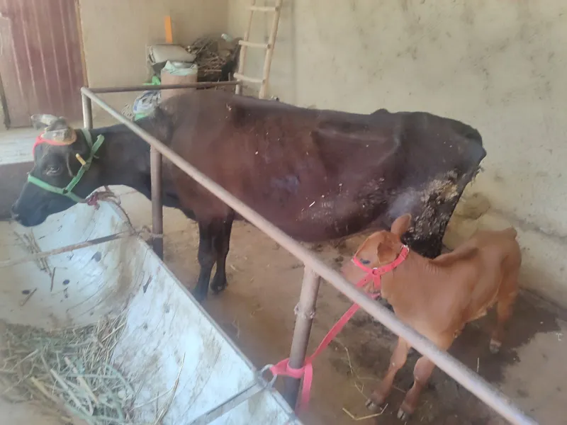 Mollar sotiladi 2 ta ona bola sigirlar 1ta 1 yarim yoshli hoʻkizcha — фото 2