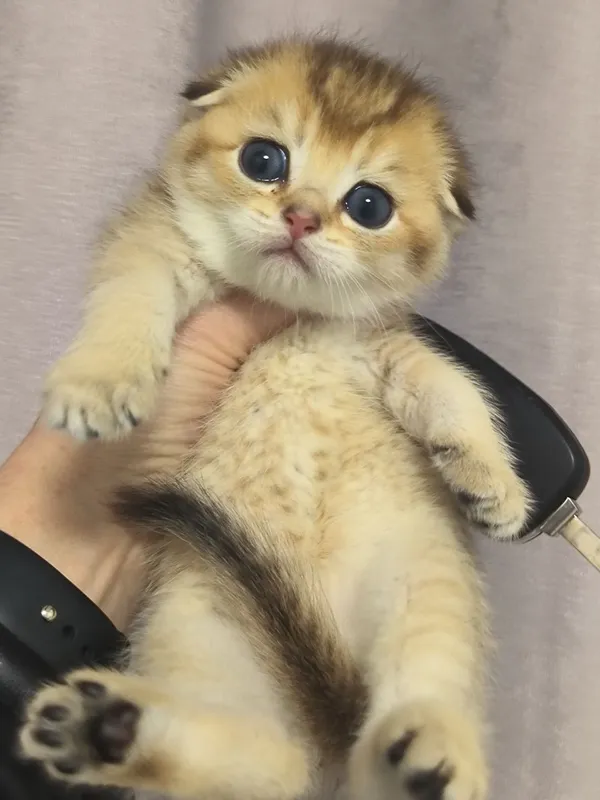 Шикарная кошка красавица (девочка) — фото 5