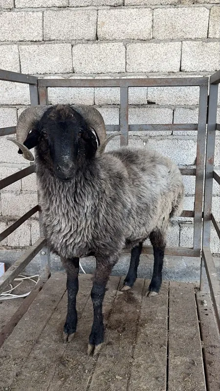 Qo‘y so‘yish xizmati – 61 kg, 5,800,000mln (hammasi ichida) Qo‘y so‘yish xizmati – 61 kg, 5,800,000mln (hammasi ichida)