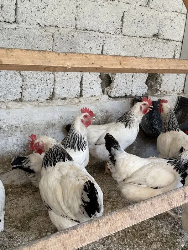 adler tuxumlari bor 4