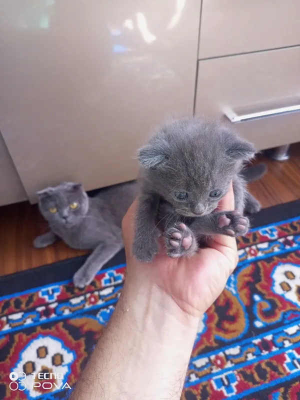Продаются кошка и котята 5 Продаются кошка и котята 5