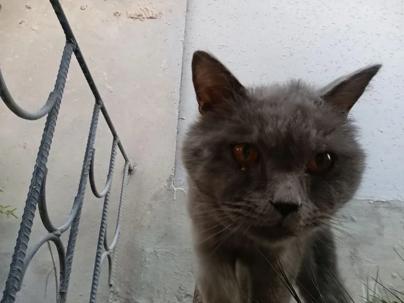 Отдам в хорошие руки кот ласковый 2