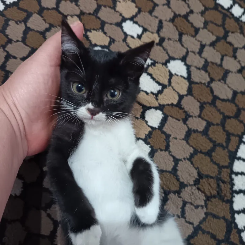 Отдадим в добрые руки котята 2месяца 5 Отдадим в добрые руки котята 2месяца 5