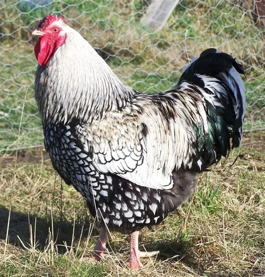 Wyandott silver xoʻrozi