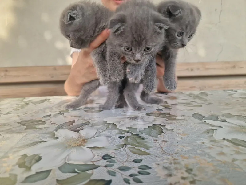 "Scottish fold" parodali mushukchalar — фото 4