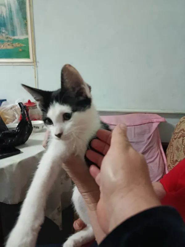Пристраивается котёнок в добрые, ответственные руки 1 Пристраивается котёнок в добрые, ответственные руки 1