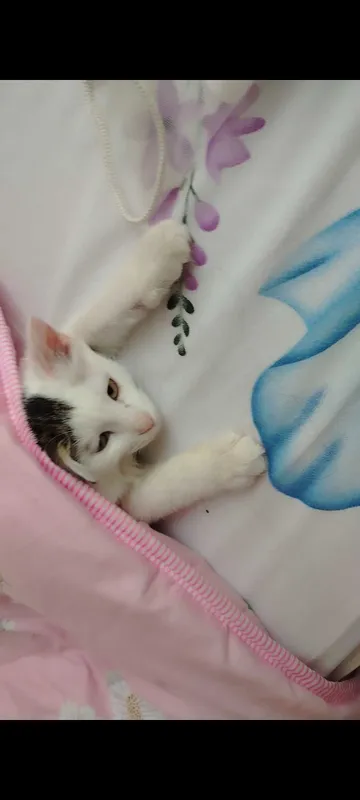 Пропала кошка , кто найдет звоните