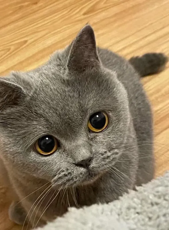 British Shorthair — фото 2