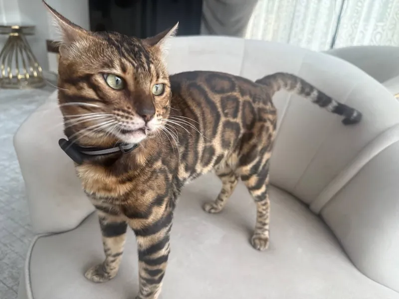 Vyazka Karalevski Bengal — фото 2