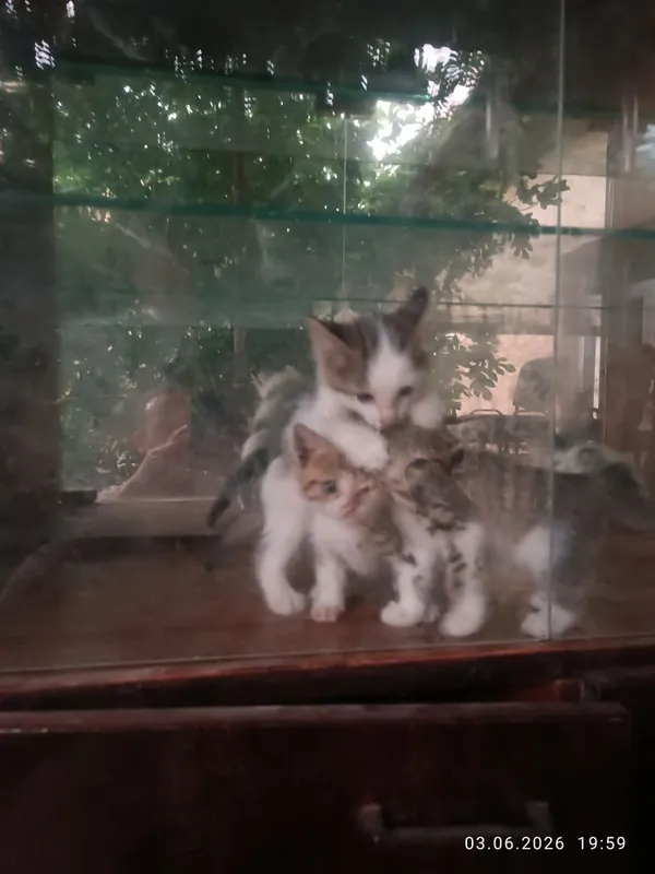 Кошка отдам даром