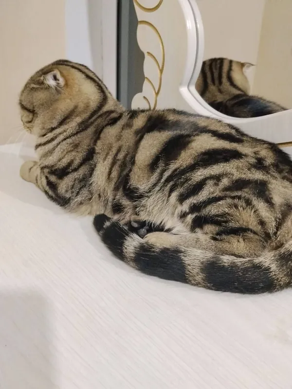 Кот 2