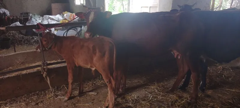 Srochniyga ona bola sigir sotiladi kafolati bilan 1
