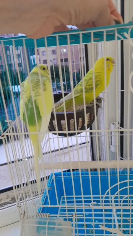 Qushlar zoti kanareka 3