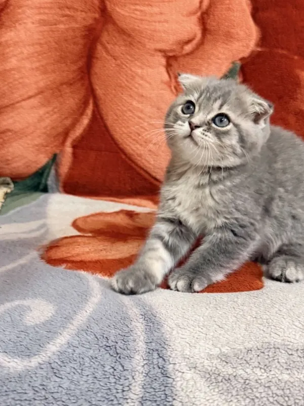 Веслоухая шотландская кошечка 1 Веслоухая шотландская кошечка 1