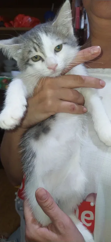 Котята, домашние 4 Котята, домашние 4