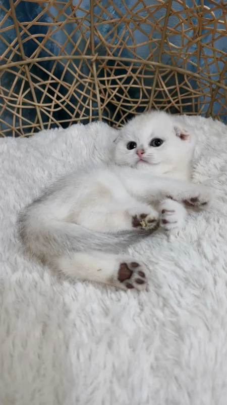 Продаётся чистокровная шотландская девочка скоттиш-фолд