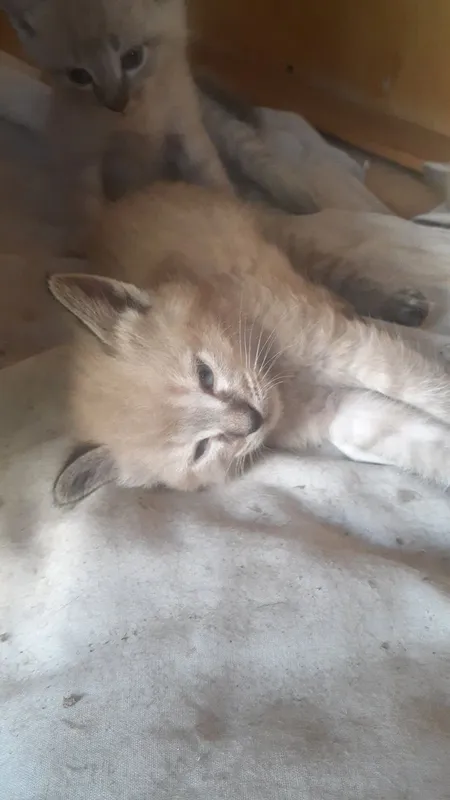 Продаются котята. 5 Продаются котята. 5