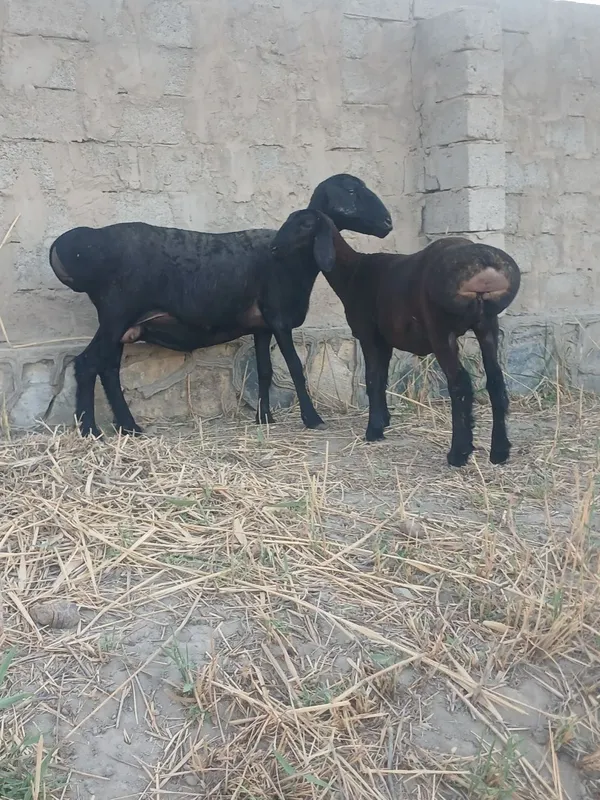 Ona bola sotladi 3