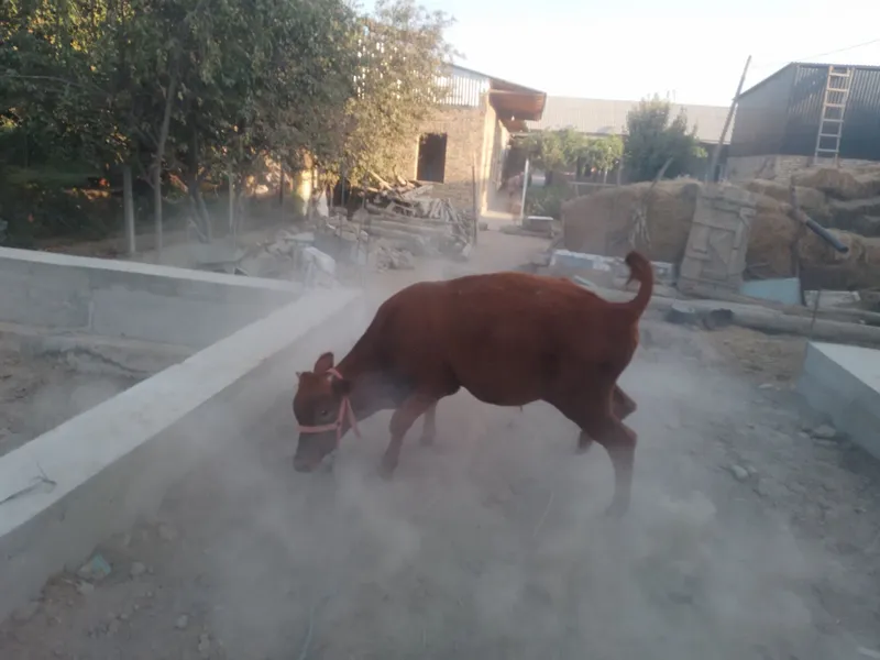 H6kizcha sotiladi Suntdan t6ygan 3 H6kizcha sotiladi Suntdan t6ygan 3