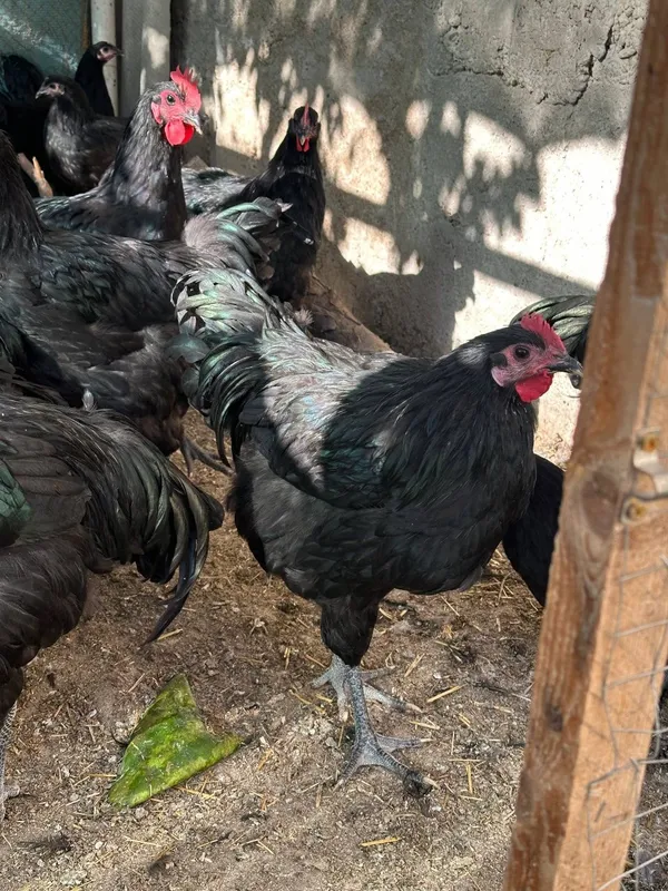 Jersi xòrozlari sotiladi 4 oylik 1