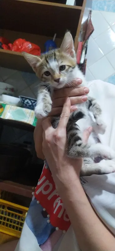 Котята, домашние 6 Котята, домашние 6