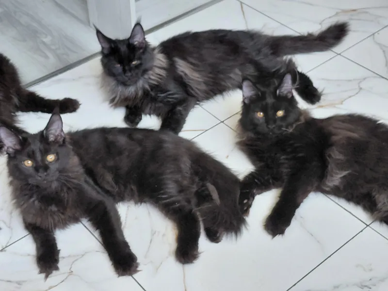 продаются котята породы Мейн кун котятам 5 мес — фото 6