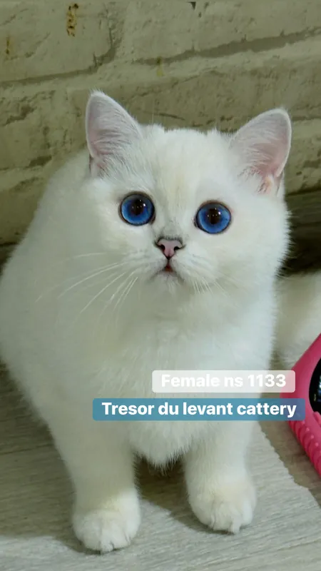 Британская шиншилла Коби типаж