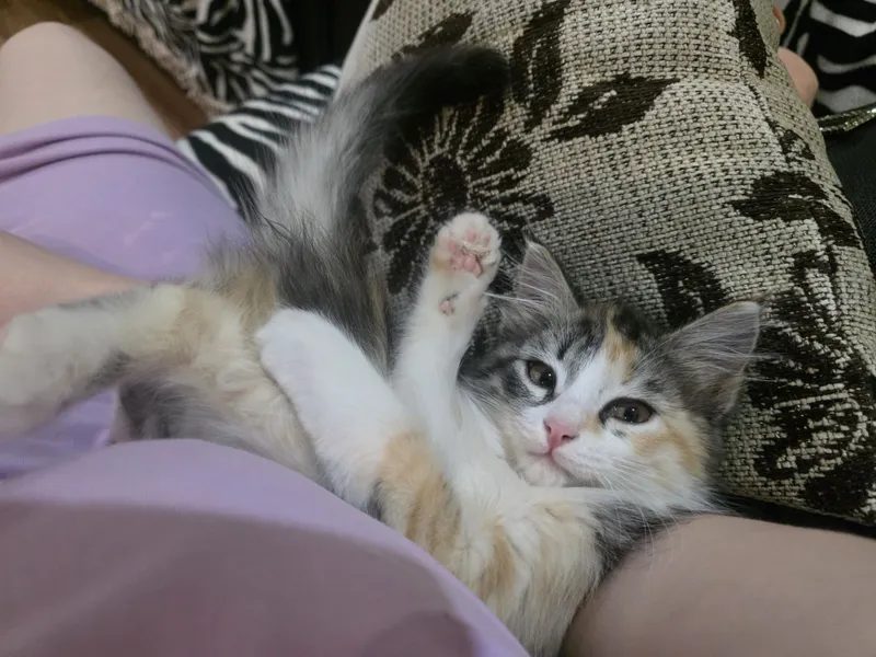 Отдам котенка в хорошие, добрые руки