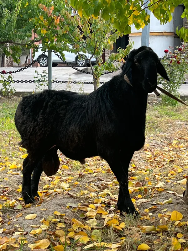 Ehson va Aqiqa uchun qo’ylar