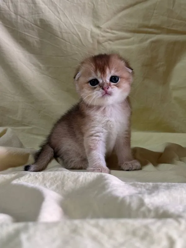 продаются котята — фото 3