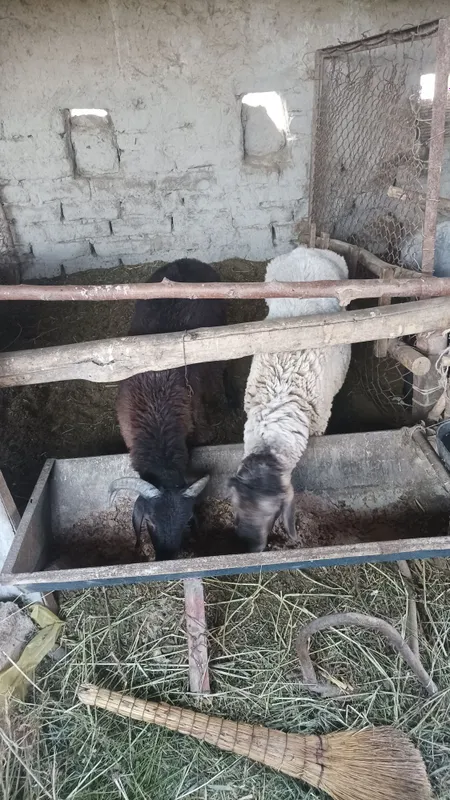 Qoʻzila sotiladi 2 Qoʻzila sotiladi 2